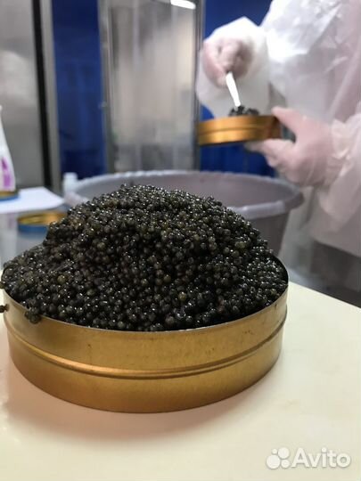 Черная икра 500 грамм