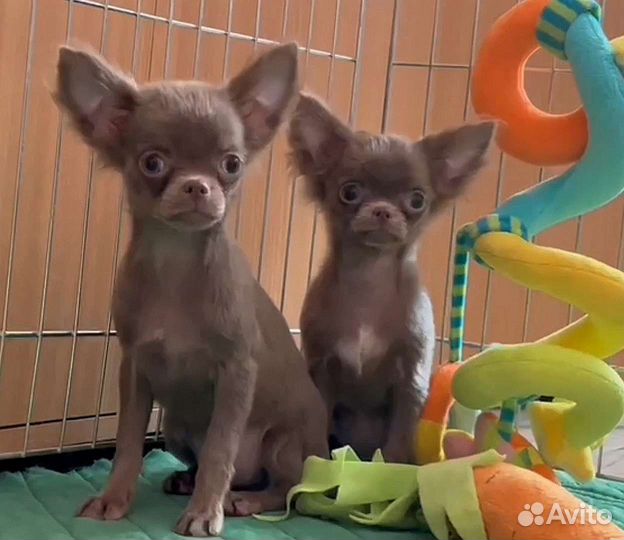 Чихуахуа Лиловые красотки