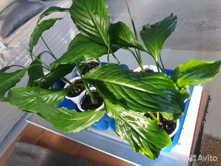 Статифиллум (обильноцетущий)