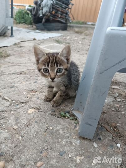 Отдают бесплатно котят