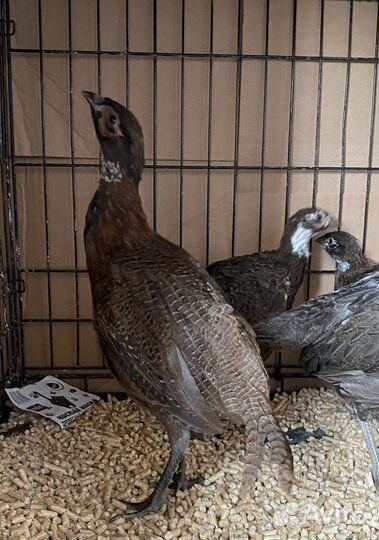 Фазан румынский 3 мес Кеклики 4 мес