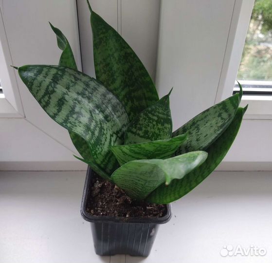 Сансевиерия два вида