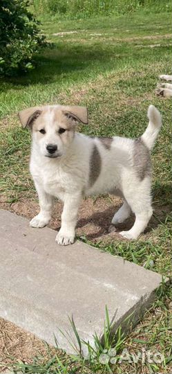 Девочка дворянка