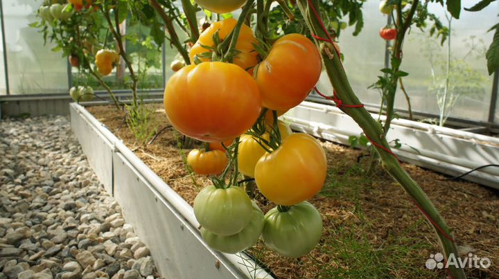 Семена томатов