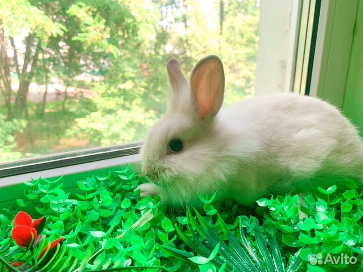 Карликовый кролик - супер мини