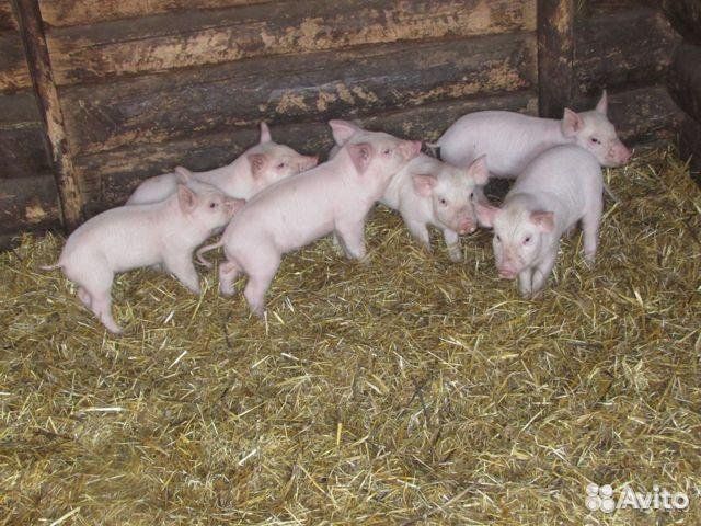 Поросята ландрас