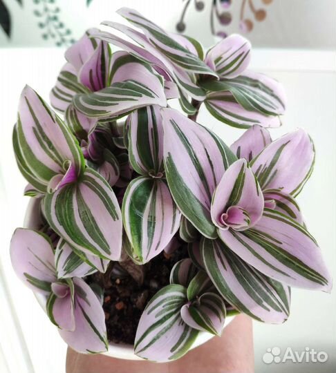 Традесканция сортовая, взрослое растение