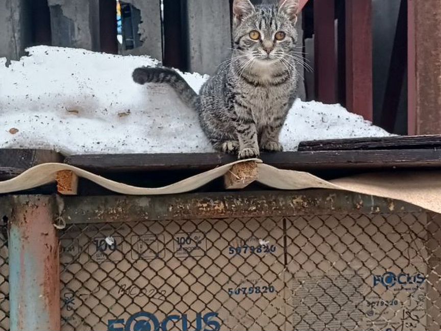 Котята в добрые руки Бесплатно