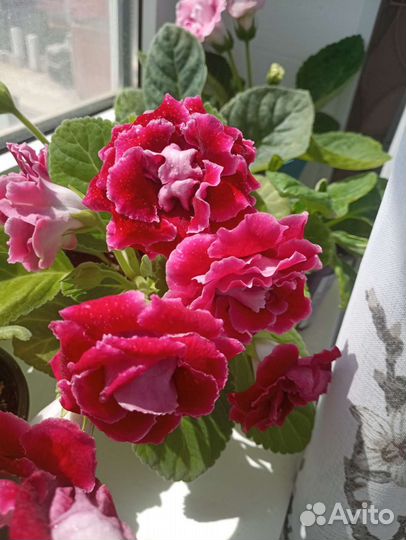 Глоксиния махровая