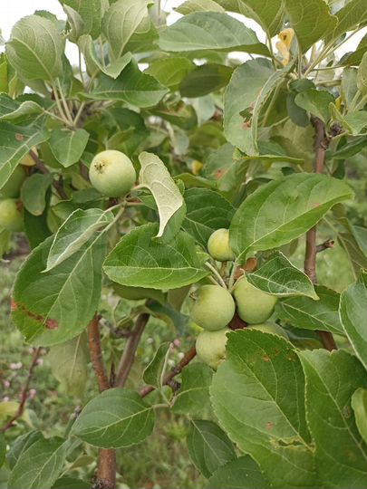 Дача 10 м² на участке 6 сот.