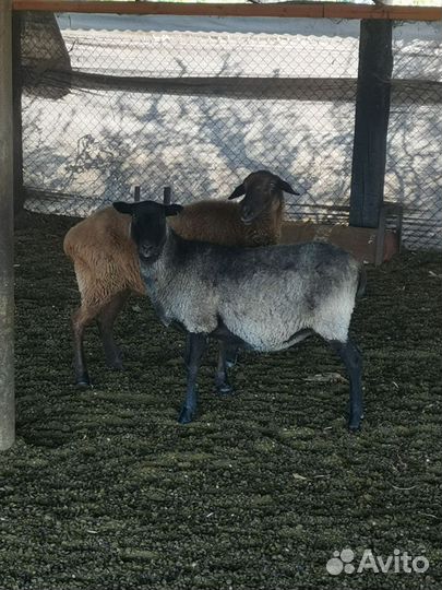 Бараны овцы