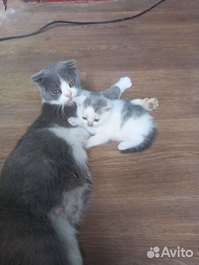 Британские котята