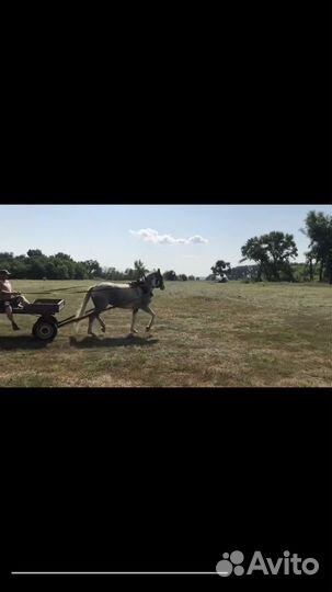 Лошадь кабыла