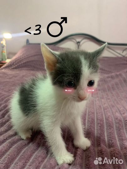 Котенок в добрые руки