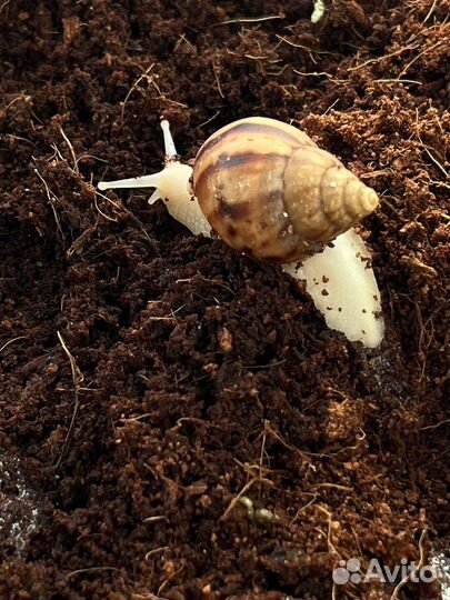 Улитки ахатины