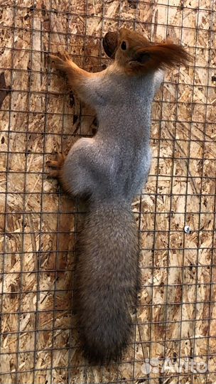 Алтайская белка и бельчата