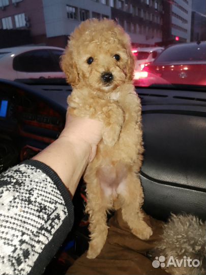 Той-пудель девочка