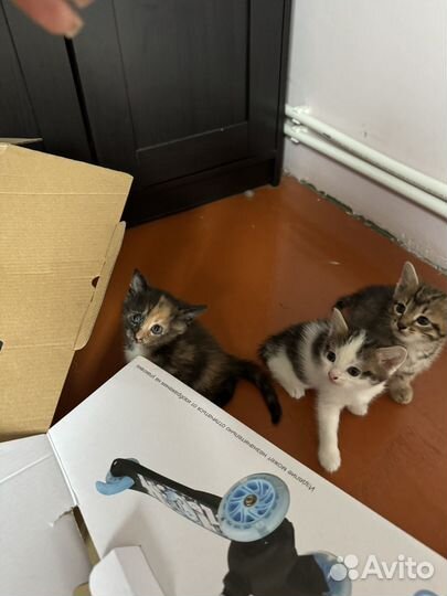 Котята