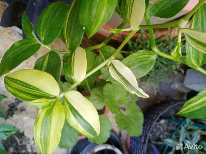 Традесканции тайские биколор и триколор