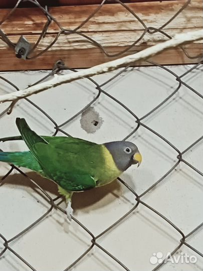 Продам попугая