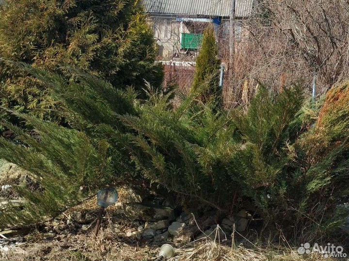 Можжевельники