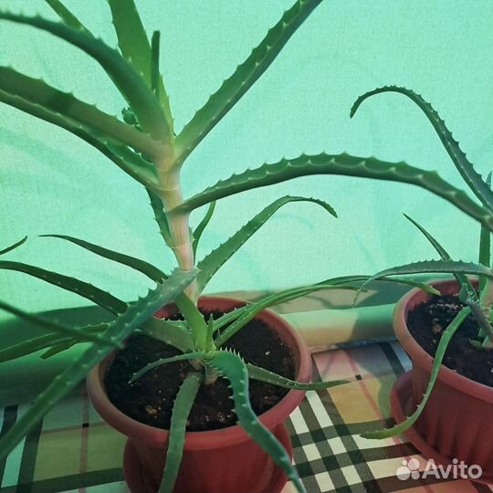 Алоэ столетник, 3 года