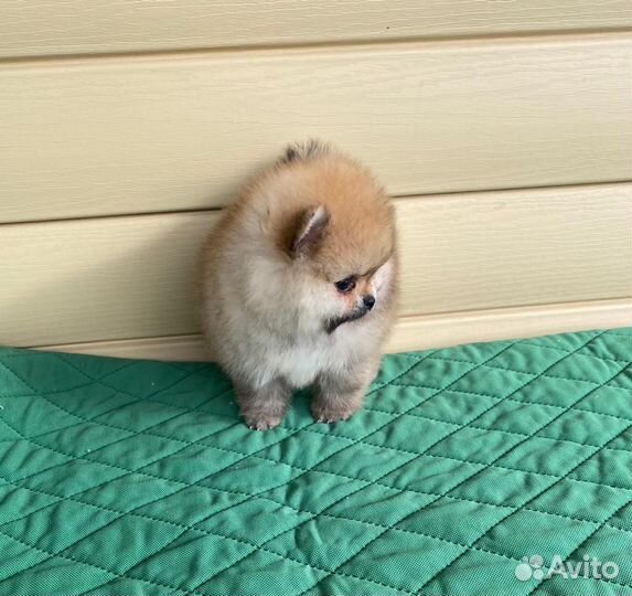 Две девочки мини шпиц померанец элита