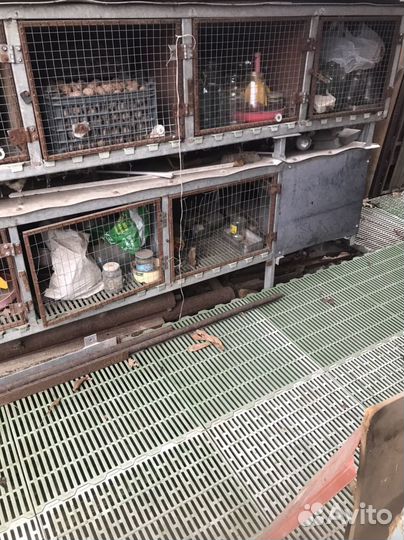 Клетка для кроликов с маточником