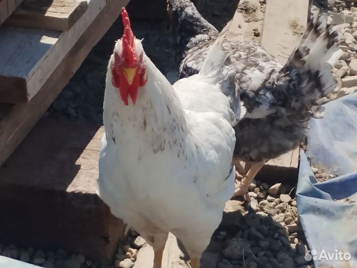 Молодые петухи