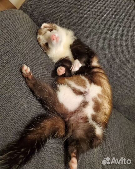 Передержка животных