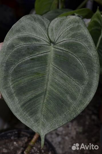 Сингониум макрофиллум фростед хард