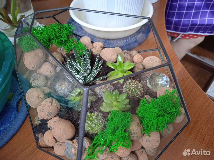 Флорариум бутон