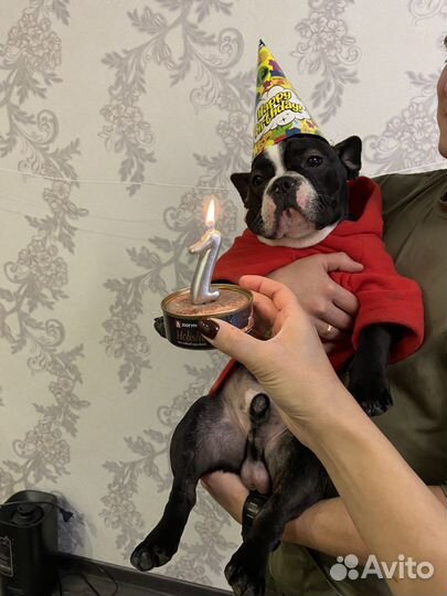 Франзуский бульдог вязка