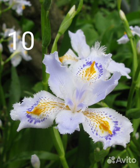 Ирисы карликовые