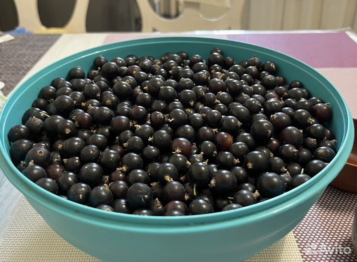 Черная смородина ягода