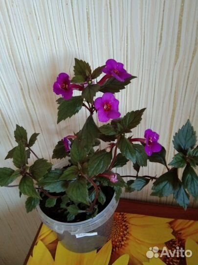 Фиалка Н- Аватар,ахименесы