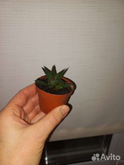 Суккуленты