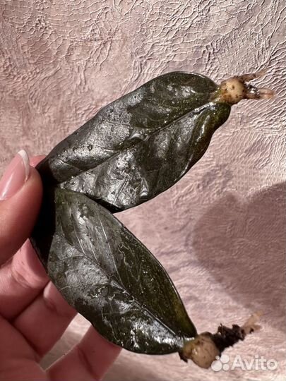 Черный замиакулькас (Равен) комнатный цветок