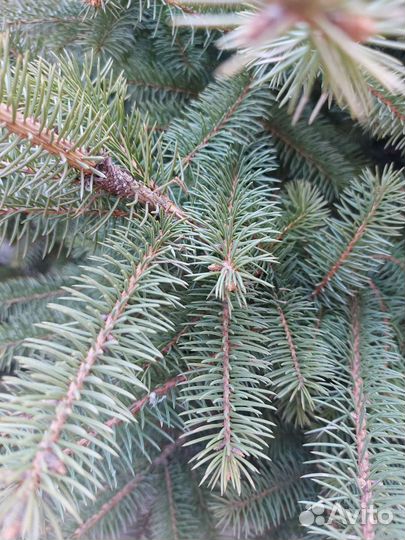 Ель голубая стриженная