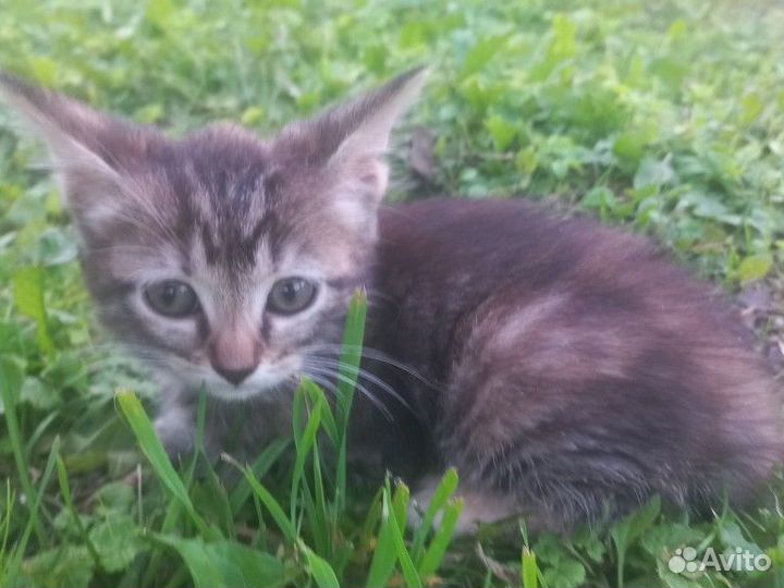 Котята в добрые руки бесплатно