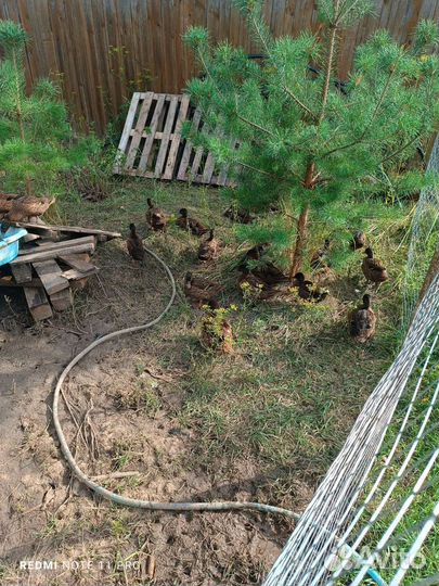 Утки чубарые подсадные для охоты