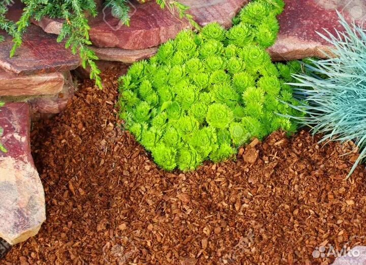 Кора Лиственницы Мульча Сосновая Кора Сосна