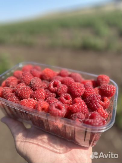 Малина самосбор (крупная)
