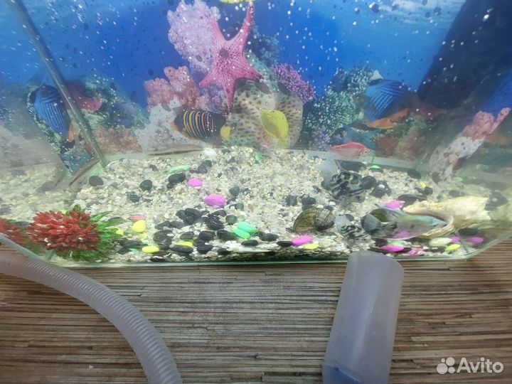 Аквариум