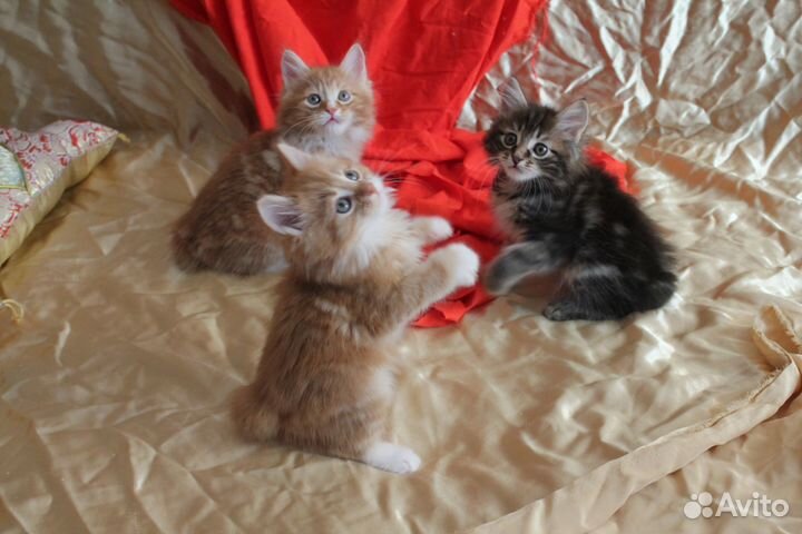 Котята курильский бобтейл разных окрасов