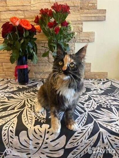 Кошечка мейн кун с документами