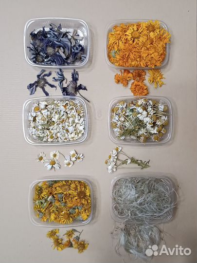 Сухоцветы для творчества