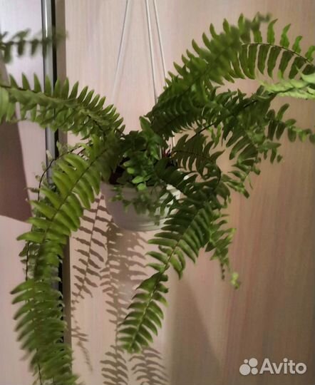 Нефролепис