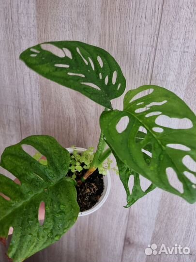 Комнатные растения