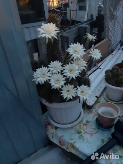 Продаю кактус